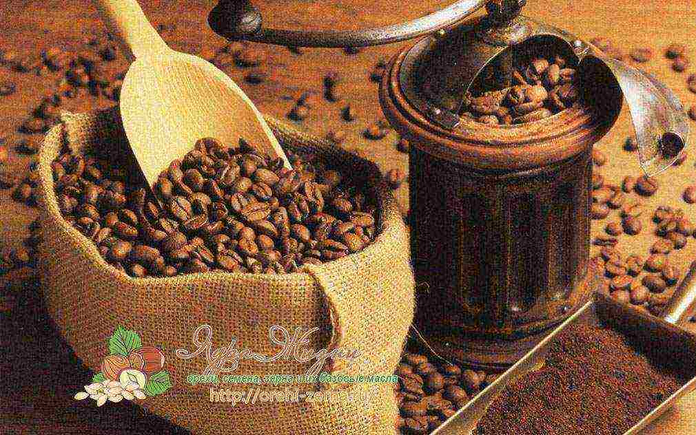 ang pinakamahusay na pagkakaiba-iba ng natural na kape