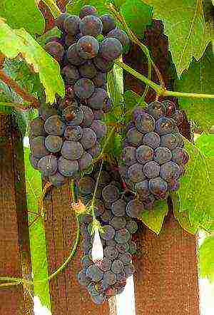 the best varieties of uncovered grapes