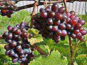 the best varieties of uncovered grapes