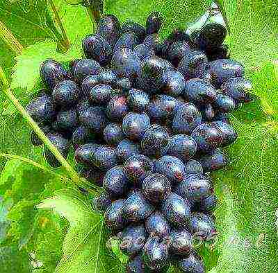 the best varieties of uncovered grapes