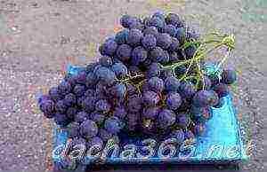 the best varieties of uncovered grapes