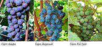 the best varieties of uncovered grapes