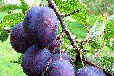 the best varieties of low-growing plums