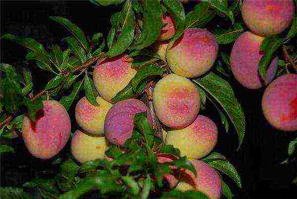 the best varieties of low-growing plums