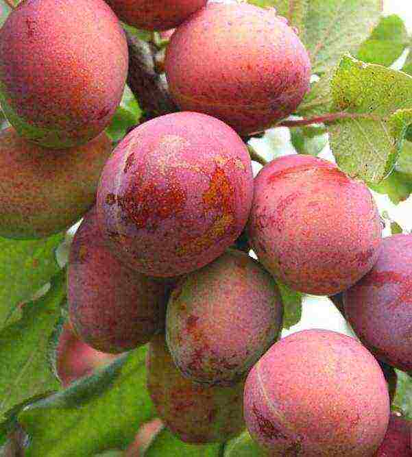 the best varieties of low-growing plums