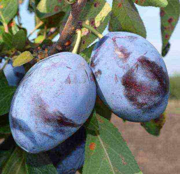 the best varieties of low-growing plums