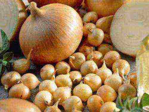 the best varieties of annual onions