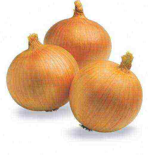 the best varieties of annual onions