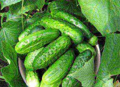 the best varieties of cucumbers 2017