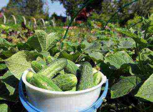 the best varieties of cucumbers 2017