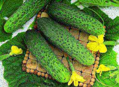 the best varieties of cucumbers 2017