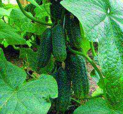 the best varieties of cucumbers 2017