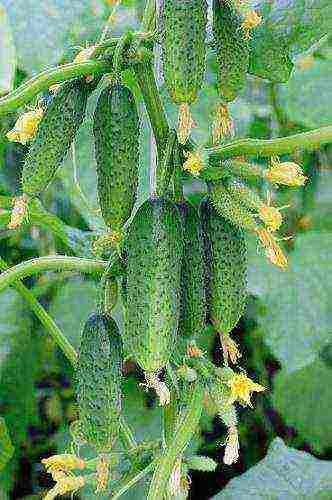 the best varieties of cucumbers 2017