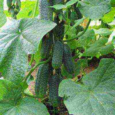 the best varieties of cucumbers 2017