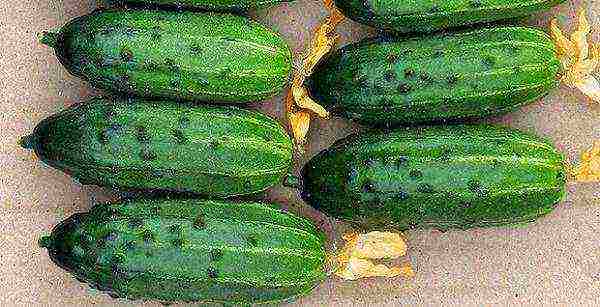 the best varieties of cucumbers 2017