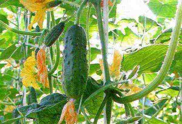 the best varieties of cucumbers 2017