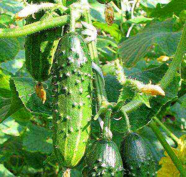 the best varieties of cucumbers 2017