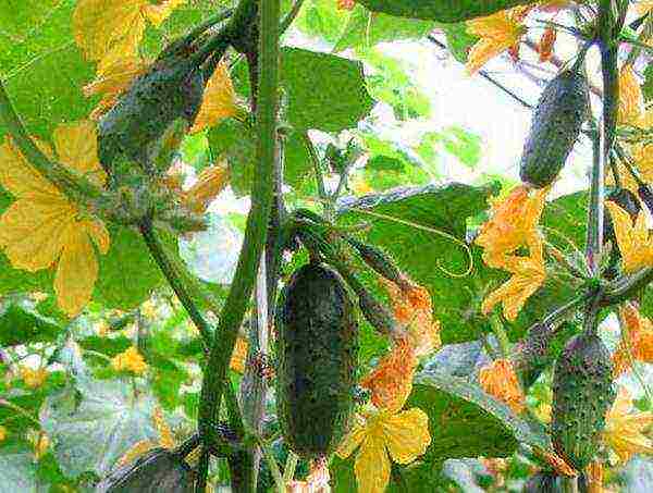 the best varieties of cucumbers 2017