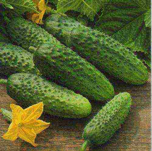 the best varieties of cucumbers 2017