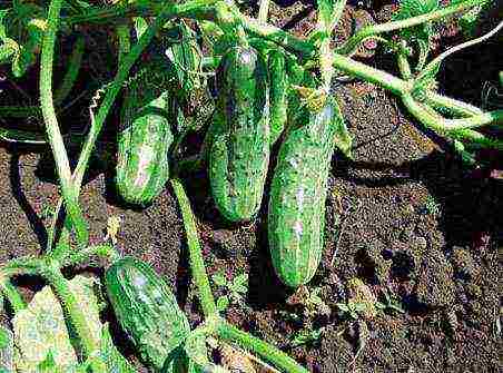 the best varieties of cucumbers 2017