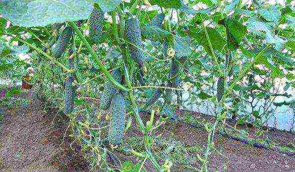 the best varieties of cucumbers for