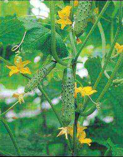 the best varieties of manul cucumbers