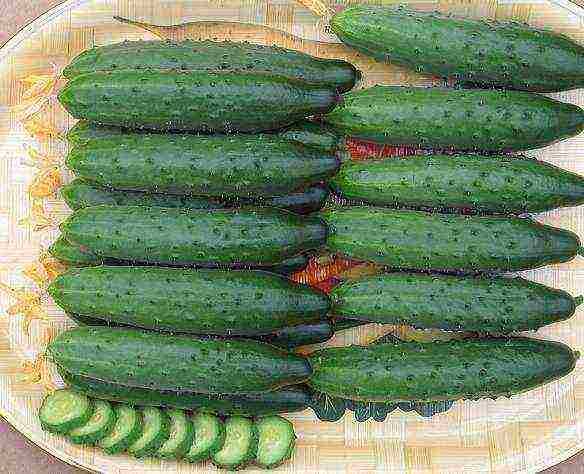 the best varieties of manul cucumbers