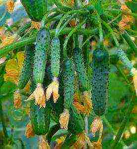 the best varieties of manul cucumbers