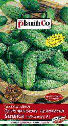 the best varieties of Polish cucumbers