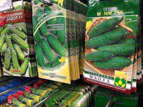 the best varieties of early cucumbers