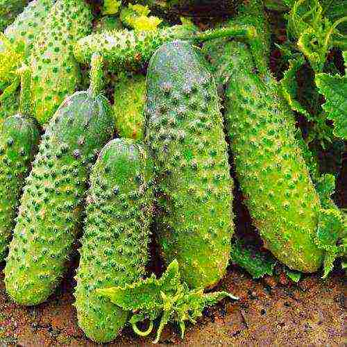 the best varieties of early cucumbers