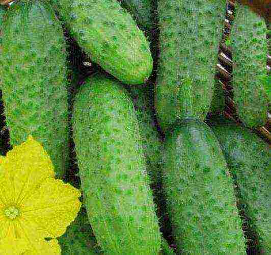 the best varieties of early cucumbers