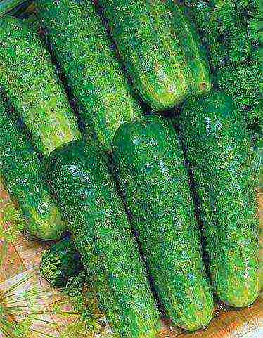 the best varieties of early cucumbers