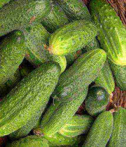 the best varieties of early cucumbers