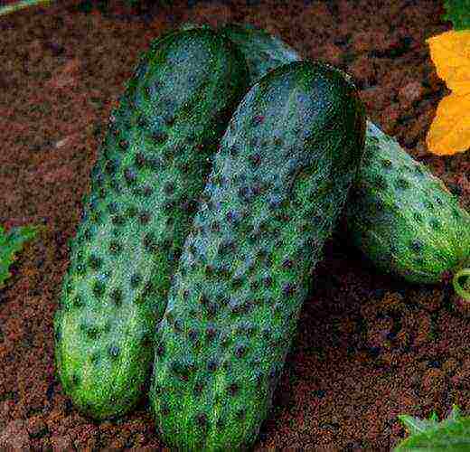 the best varieties of early cucumbers