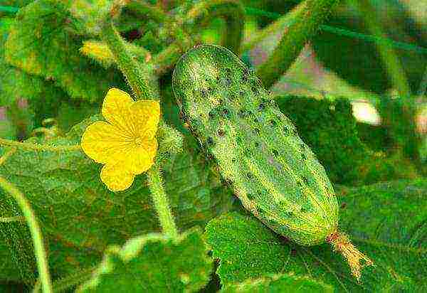 the best varieties of early cucumbers