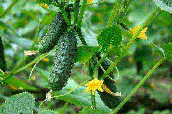 the best varieties of early cucumbers