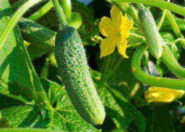 the best varieties of early cucumbers