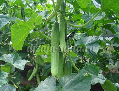 the best varieties of early cucumbers