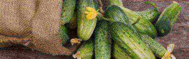 the best varieties of self-pollinated cucumbers