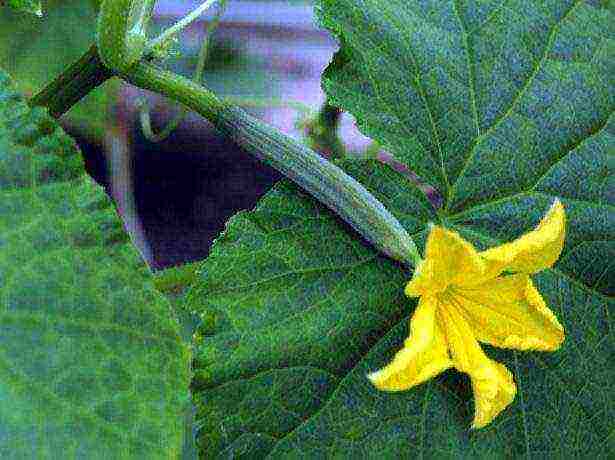 the best varieties of self-pollinated cucumbers