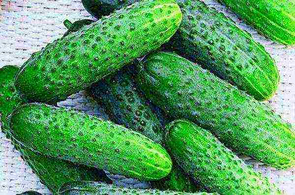 the best varieties of self-pollinated cucumbers