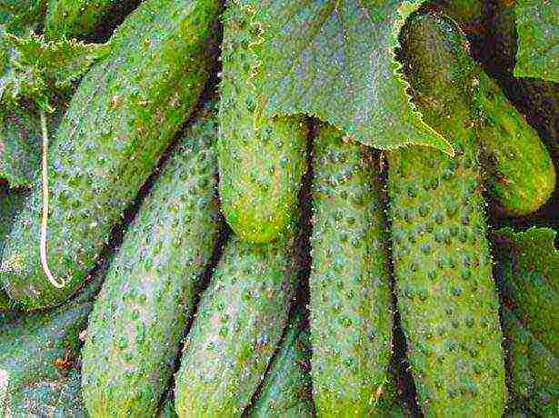 the best varieties of self-pollinated cucumbers