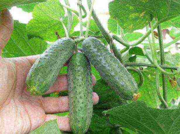 the best varieties of self-pollinated cucumbers