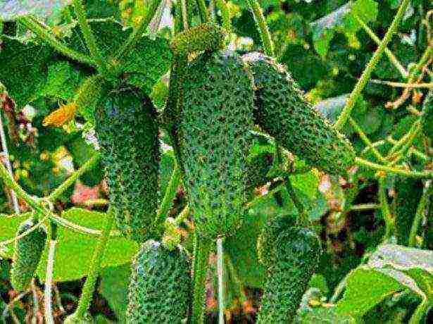 the best varieties of self-pollinated cucumbers