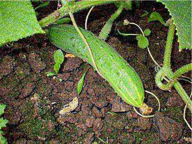 the best varieties of self-pollinated cucumbers