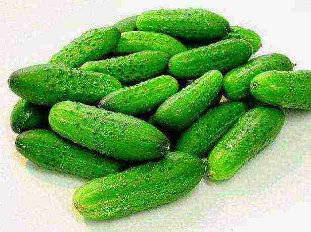 the best varieties of self-pollinated cucumbers