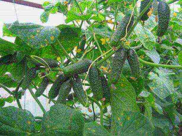 the best varieties of self-pollinated cucumbers