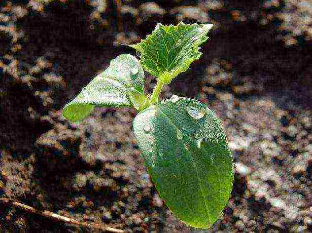 the best varieties of self-pollinated cucumbers