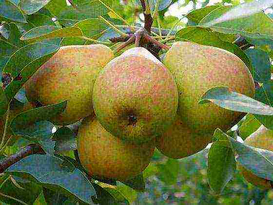 the best varieties of autumn pears